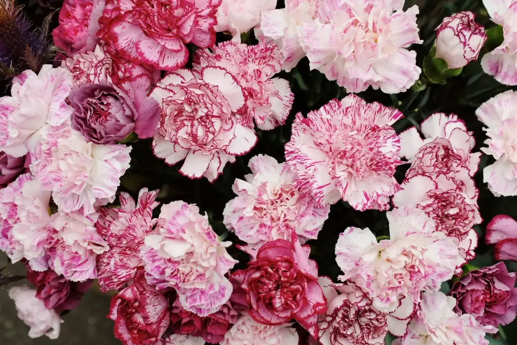 Fresh Carnation Flowers – Wholesale