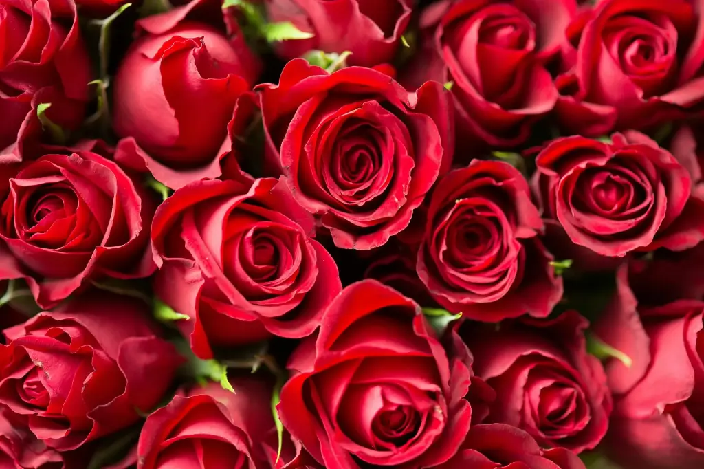 Fresh Rose