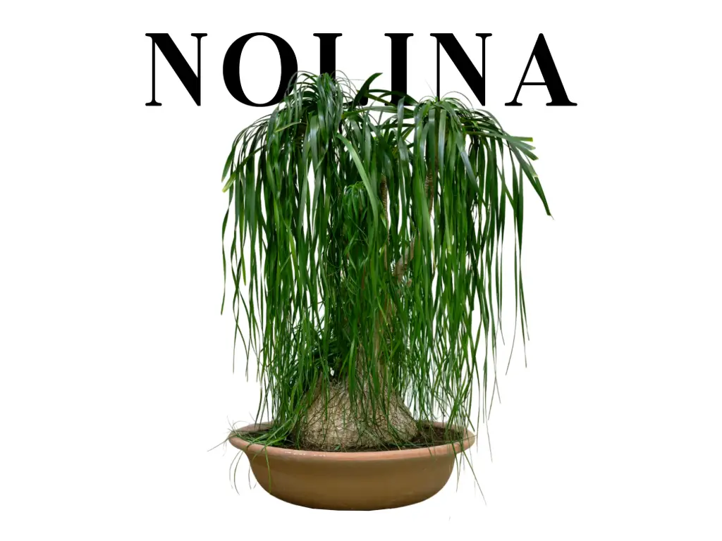 NOLINA – 40-Year-Old Specimen