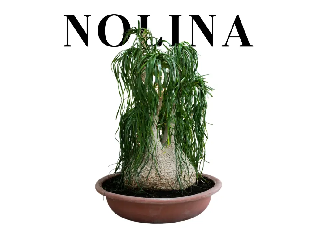 Nolina