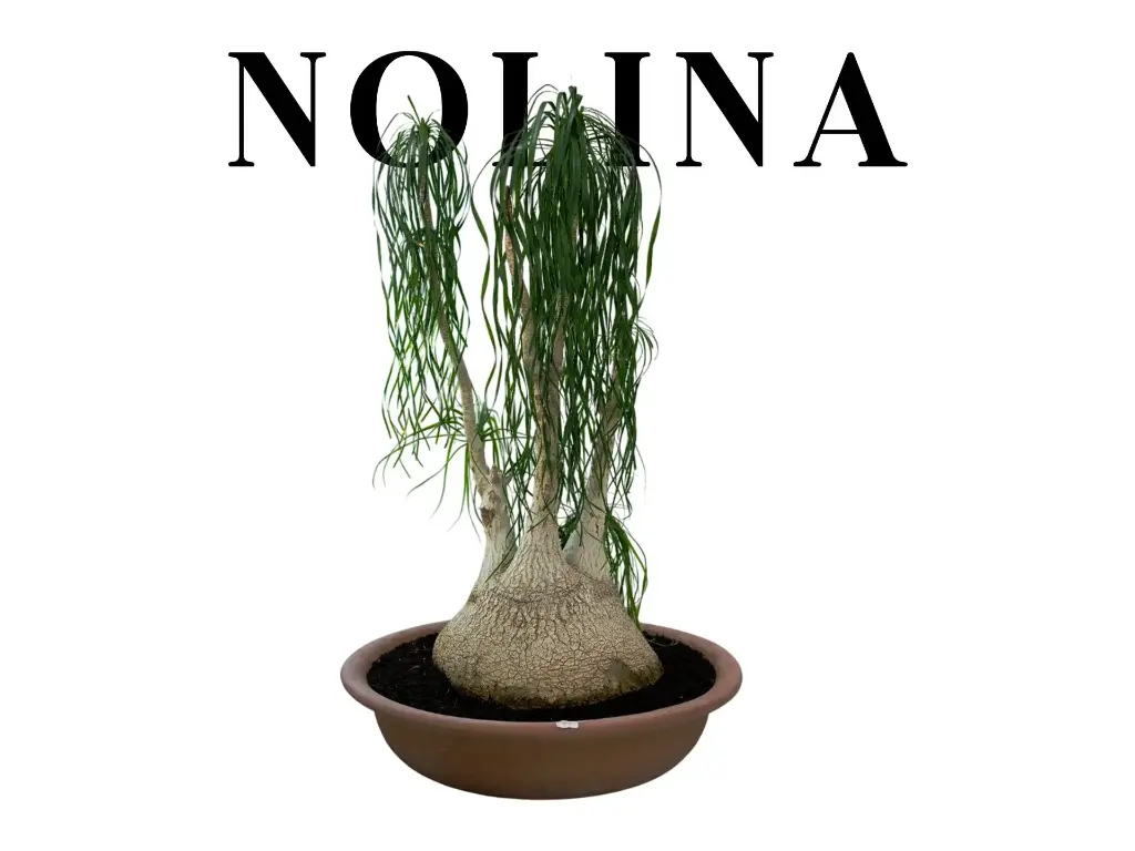 Nolina